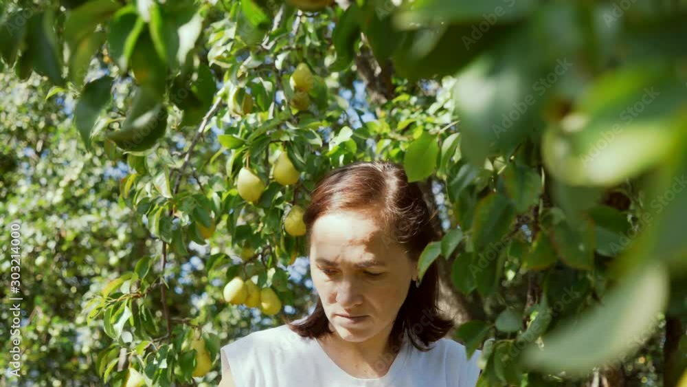 A woman collects pears from a tree. Harvest. A woman collects pears from a tree. Harvest.