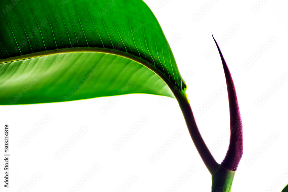 Vászonkép abstract background withgreen leaves, sweden, stockholm