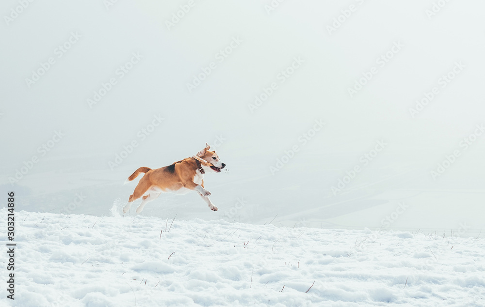 Beagle dog running in deep field snow at mountain with stick in teeth with funny ears in the air. Beagle dog running in deep field snow at mountain with stick in teeth with funny ears in the air.