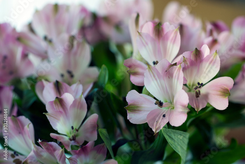 Photography pink flowers, sweden, stockholm