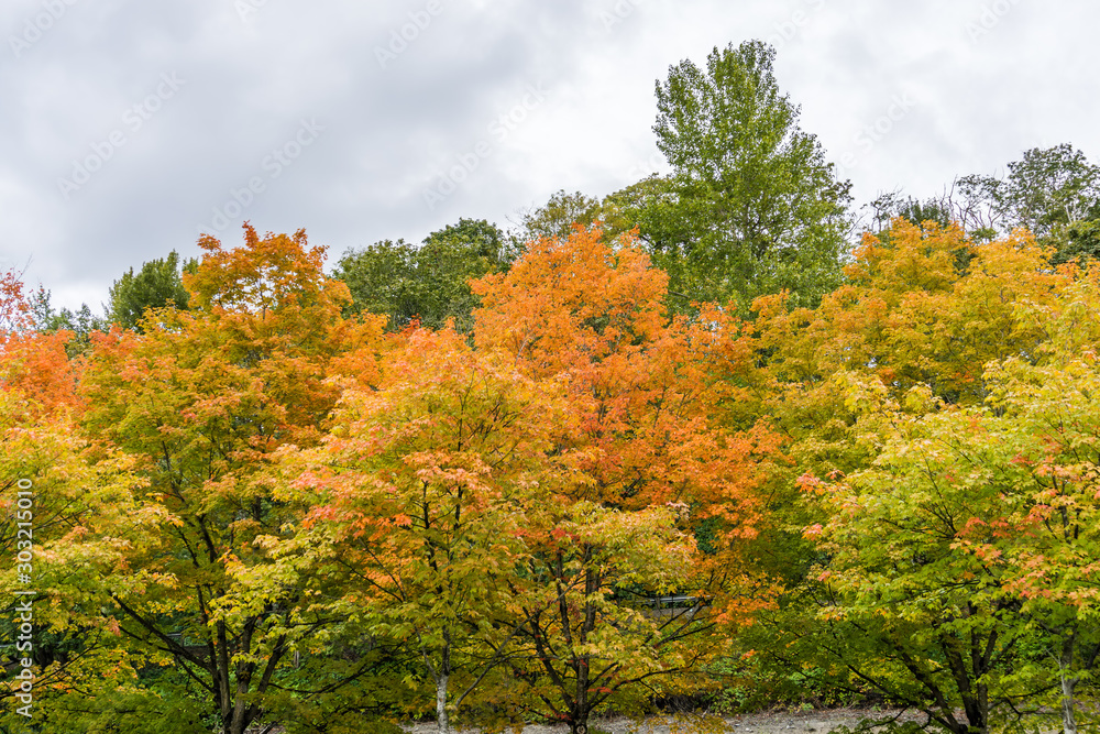 Autumn Colors At Coulon Park 4