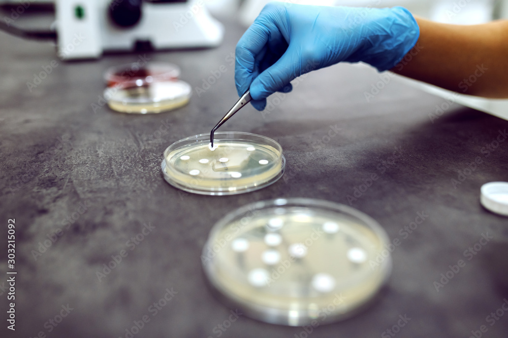 Close up of lab assistant with sterile rubber gloves seeding bacteria into petri dish. Laboratory interior. Close up of lab assistant with sterile rubber gloves seeding bacteria into petri dish. Laboratory interior.