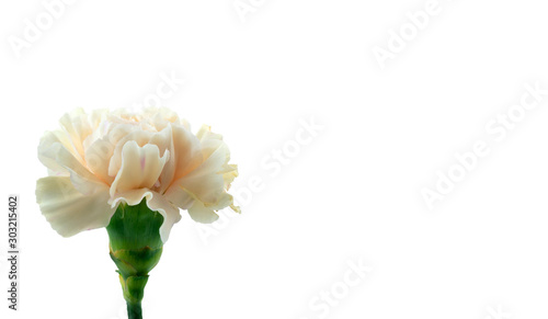 One pale pink carnation flower isolated on a white background for beauty or spa. Copy space in Pastel colours.