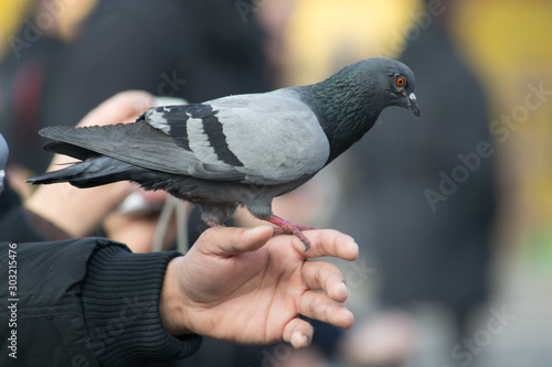 Piccione appoggiato su una mano di una persona photo