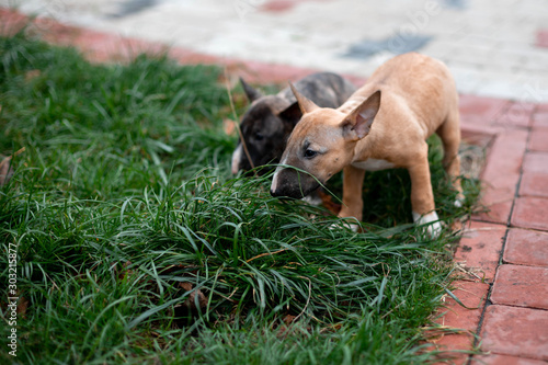 Fototapeta puppies of miniature bull terriers for a walk