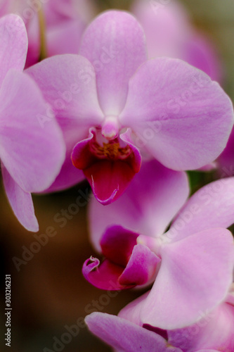 Close-up of Pink Orchids in bloom in Cleveland  Ohio