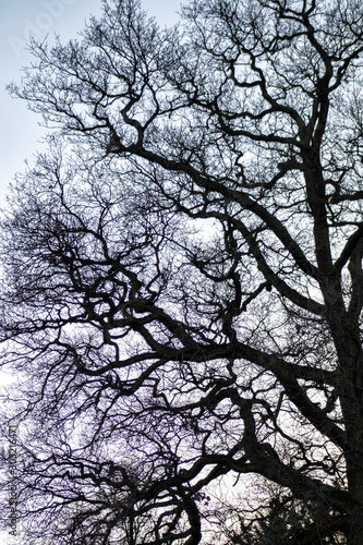 Winter bare tree silhouettes of twigs, trunks and branches – looking solitary, snarled and gloomy © MARY GULL PHOTO