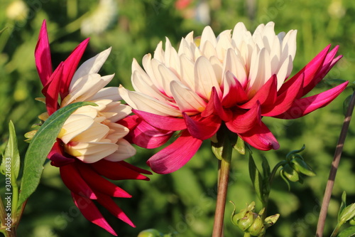 Dahlienblüten in einem Blumengarten, selten Dahliensorten