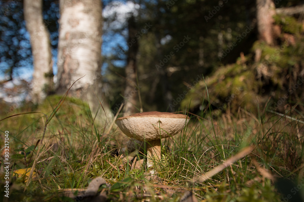 mushroom in forest mushroom in forest
