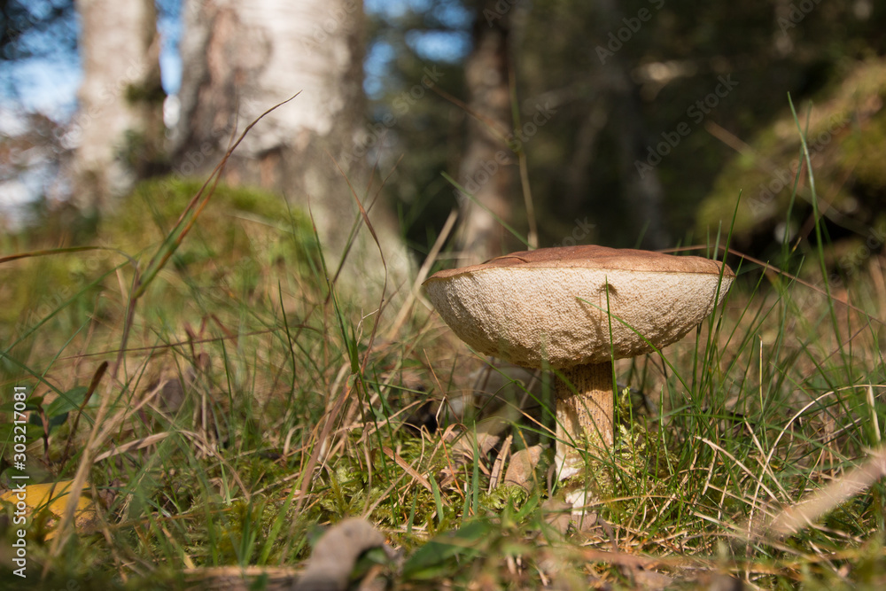Pilz im Wald Pilz im Wald
