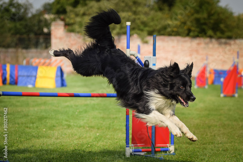 Dog border collie is jumping over the hurdles. Amazing day on czech agility competition. photo