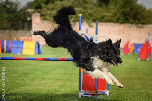 Cuadro en lienzo Dog border collie is jumping over the hurdles