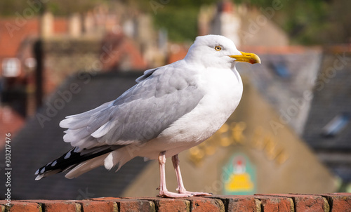 Seagull / Herring gull in sunshine on rooftop at English seaside town