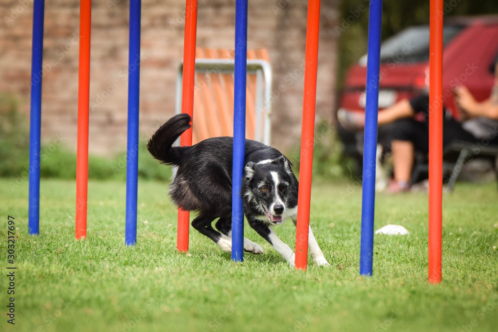 Agility slalom and border collie. Black and white Border collie is running  slalom on czech agility competition slalom. agility competition in dog park  Ratenice Stock-Foto | Adobe Stock