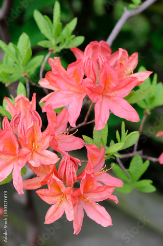 Close-up of Coral Pink Azaleas in bloom 