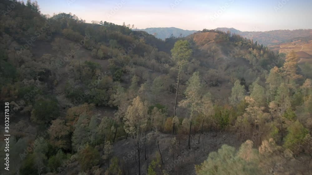 Aerial over burnt forest from the Kincaid wildfire in California. The hills and have been burnt from the fire that swept the region in October 2019. Healdsburg, California, USA. Aerial over burnt forest from the Kincaid wildfire in California. The hills and have been burnt from the fire that swept the region in October 2019. Healdsburg, California, USA.