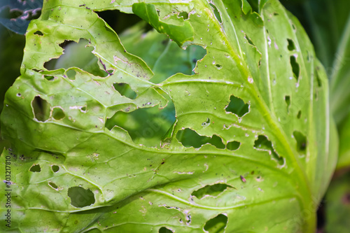 A cabbage leaf covered in holes caused by insects photo