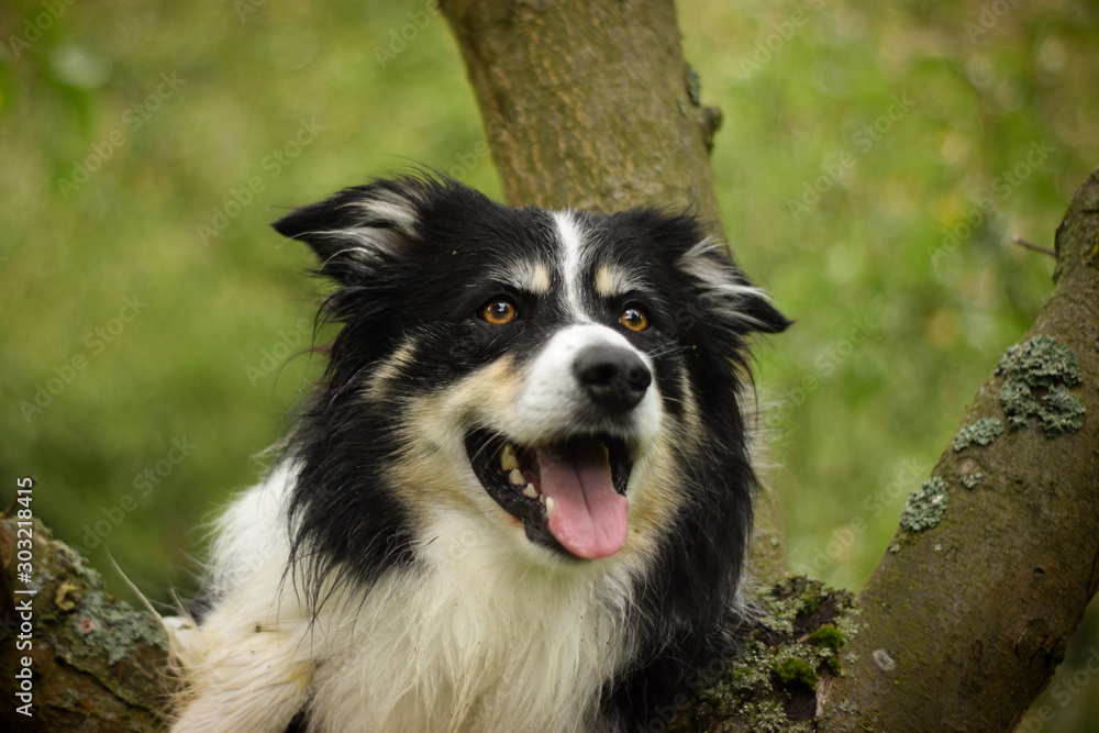 Portrait of border collie, who is bear on tree. He is so cute and excited. He is cathing tidbit.