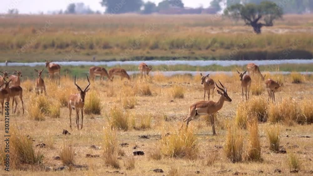 Impalas Grazing Around Chobe River Bank, Chobe National Park, Zimbabwe Impalas Grazing Around Chobe River Bank, Chobe National Park, Zimbabwe
