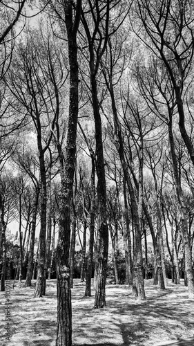 Tall slim trees in a wood in the winter against snow and a bright sky