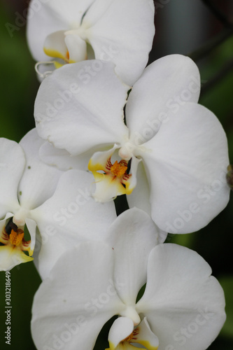 Close-up of white Orchids in bloom