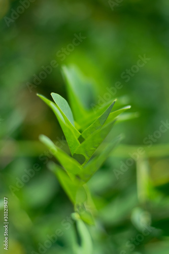 Bright green leaves close-up 1