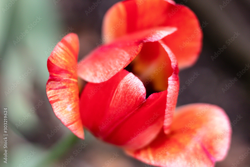 Close-up of an orange and red Tulip in bloom