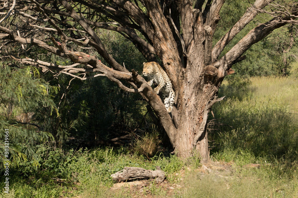 Leopard klettert in einem Baum