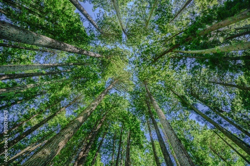 Redwood Treetops Converging