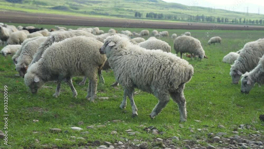 Adult sheeps graze and eat grass on green meadow in picturesque Tuscany. Lovely pets with thick wool is walking on field and feed fresh vegetation. Front view of herd of animals. Concept: farmland Adult sheeps graze and eat grass on green meadow in picturesque Tuscany. Lovely pets with thick wool is walking on field and feed fresh vegetation. Front view of herd of animals. Concept: farmland