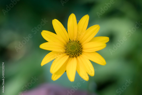 Close up of a yellow daisy in bloom in Cleveland  Ohio