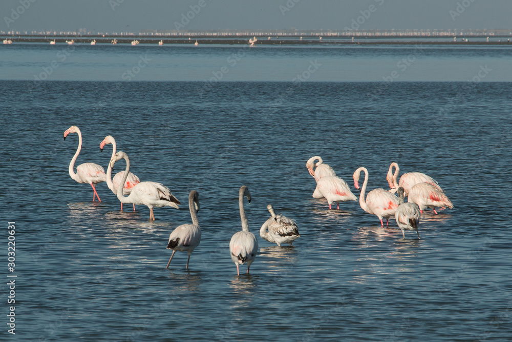 Gruppe Flamingos in der Bucht Walvis Bay in Namibia 