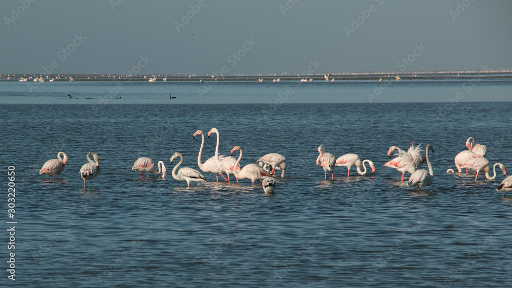 flock of Flamingos 