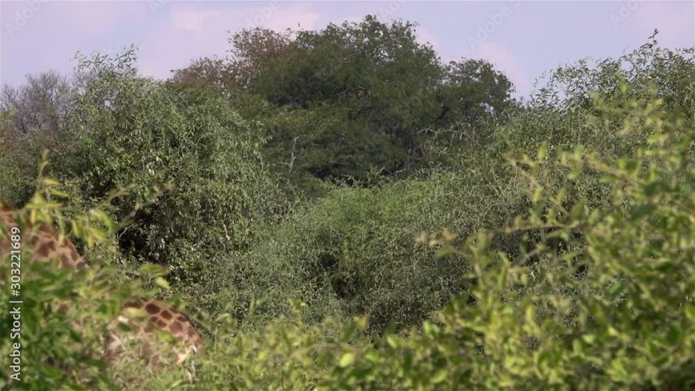 Giraffes Crossing the camera Behind bush, Africa Medium shot of Giraffes walking Behind trees, Chobe National Park, Zimbabwe Giraffes Crossing the camera Behind bush, Africa Medium shot of Giraffes walking Behind trees, Chobe National Park, Zimbabwe