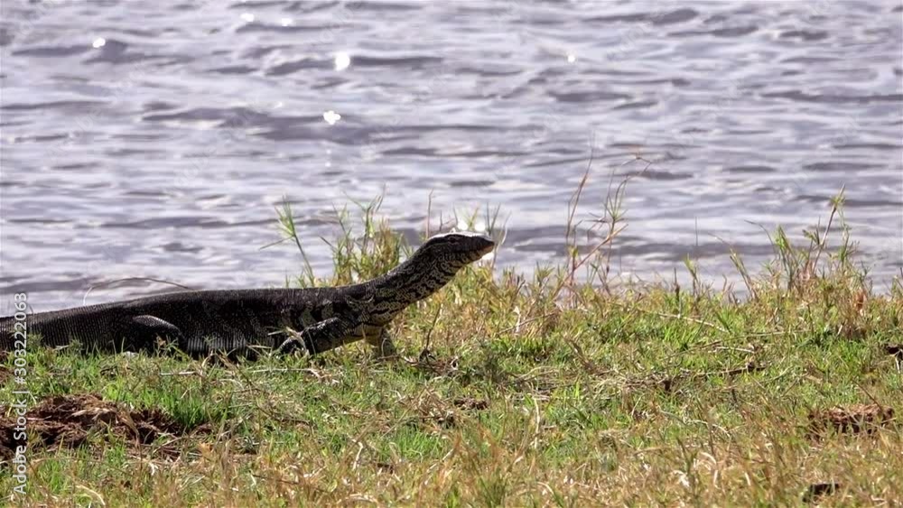 African water monitor lizard Walking Near River, Chobe river National Park Zimbabwe African water monitor lizard Walking Near River, Chobe river National Park Zimbabwe