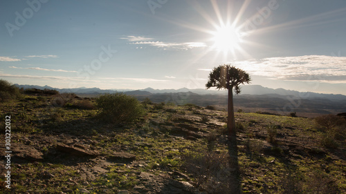 Köcherbaum im Desert bei Sonnenaufgang 