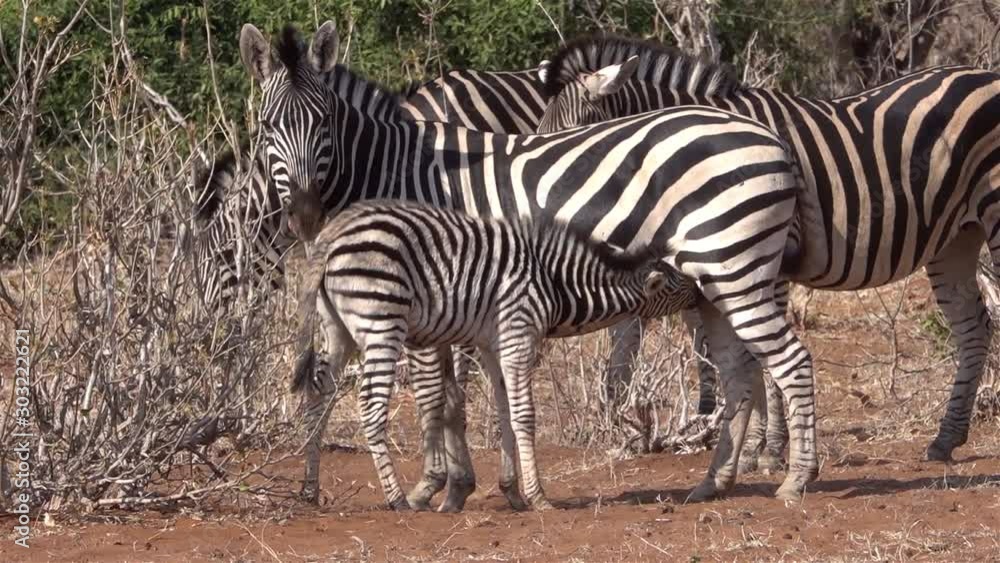 Baby Zebra nursing, Africa Beautiful shot of Baby Zebra nursing, ,Chobe National Park Zimbabwe Baby Zebra nursing, Africa Beautiful shot of Baby Zebra nursing, ,Chobe National Park Zimbabwe