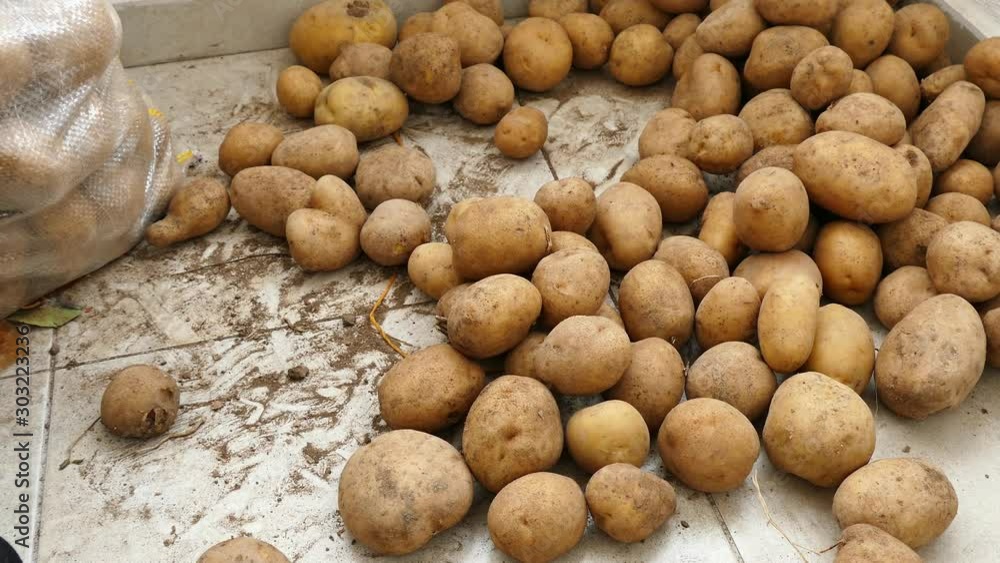 large amounts of potatoes, potato harvest season, close-up of a huge potato, large amounts of potatoes, potato harvest season, close-up of a huge potato,