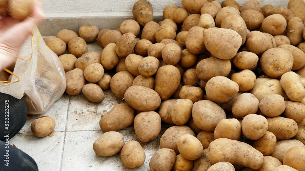 large amounts of potatoes, potato harvest season, close-up of a huge potato, a woman chooses potatoes, fills potatoes in a bag, large amounts of potatoes, potato harvest season, close-up of a huge potato, a woman chooses potatoes, fills potatoes in a bag,