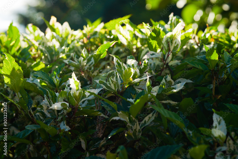 Green white Hawaiian plant in a morning light Green white Hawaiian plant in a morning light