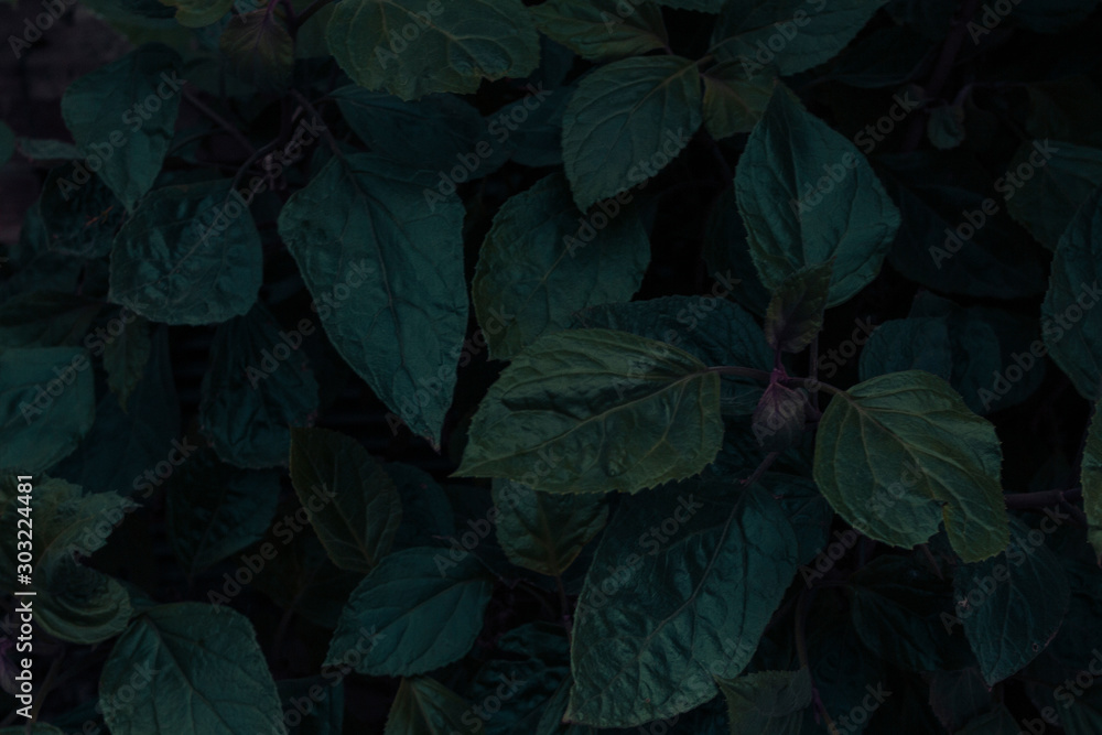 Dark Green Plants Background Dark Green Plants Background
