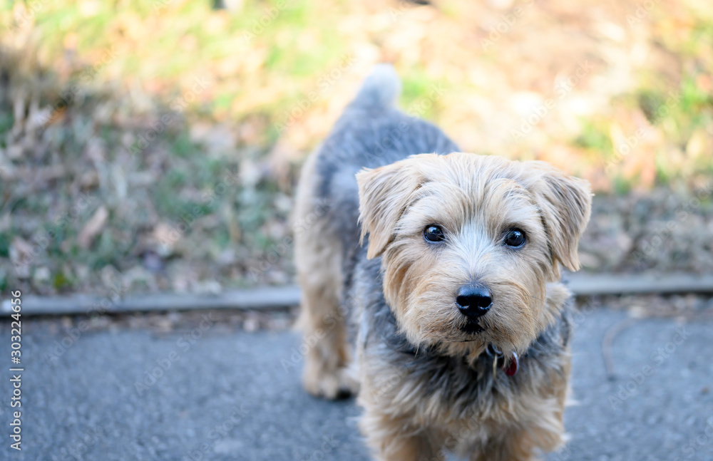 Sherlock the Norfolk Terrier