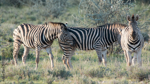Gruppe Zebras beim Grasen