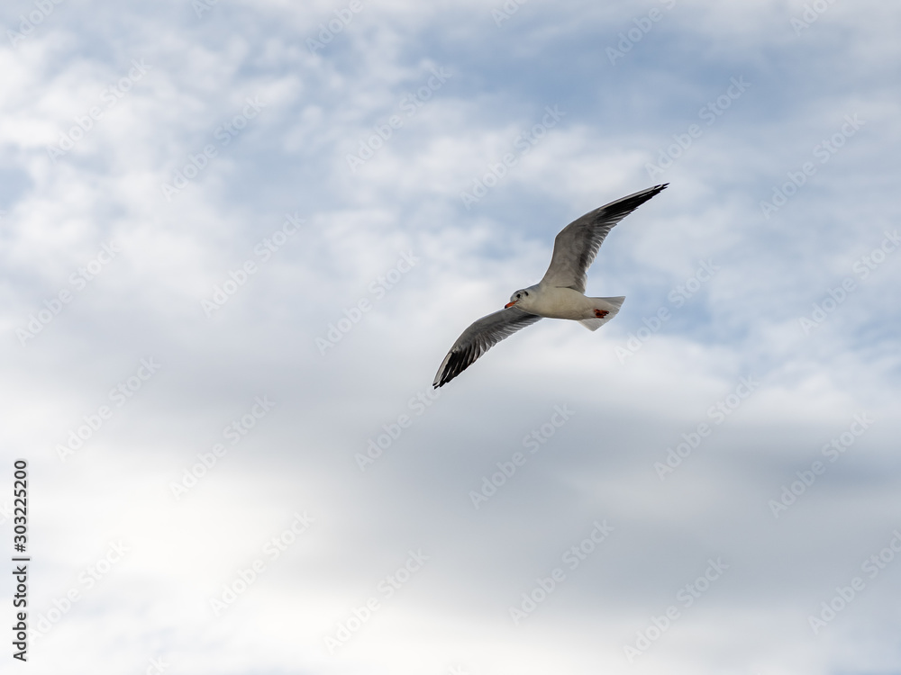 closeup of seagulls in the air during flight