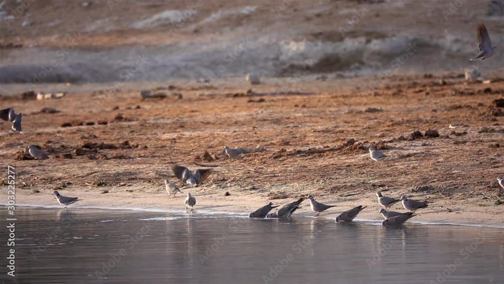 Ring Necked Doves drinking from waterhole and flying off Slow motion shot of Ring Necked Doves drinking from waterhole and flying off, Africa Ring Necked Doves drinking from waterhole and flying off Slow motion shot of Ring Necked Doves drinking from waterhole and flying off, Africa