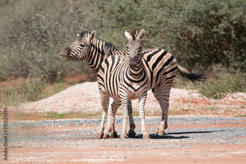 Flehmendes zebra in africa