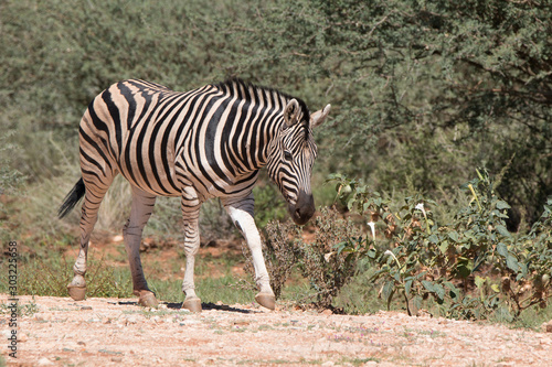 zebra in Namibia