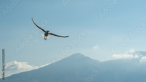 closeup of seagulls during flight in front of vesuv mountain