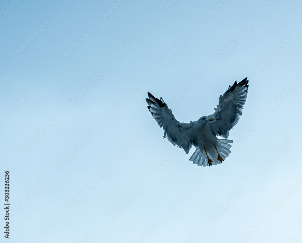 Obraz premium closeup of seagulls during flight in front of vesuv mountain