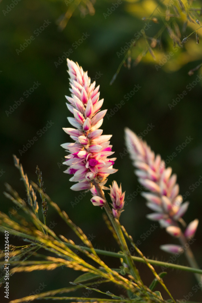 Wiesenblume in Namibia Hardap Gebiet Wiesenblume in Namibia Hardap Gebiet